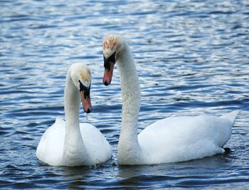 Swans swimming in lake