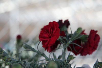 Close-up of red flower