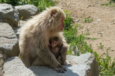 Monkey sitting on rock