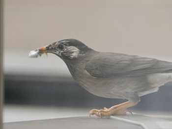 bird