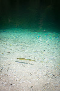 Fish swimming in sea