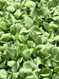 Full frame shot of succulent plants