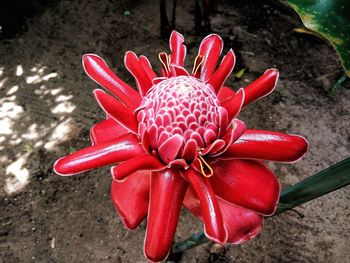 High angle view of red flower blooming outdoors