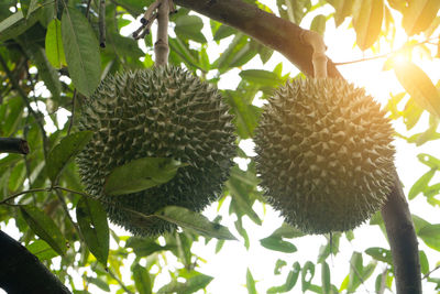 Low angle view of fruit growing on tree