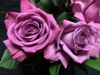 Close-up of roses over black background