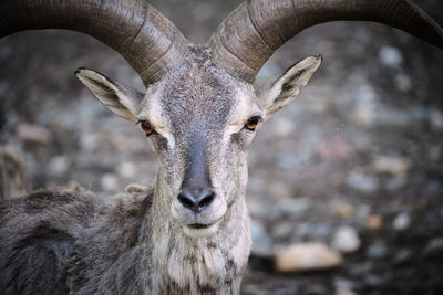 Close-up portrait of deer on field