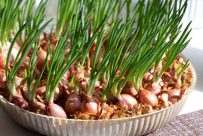 Green young onion with long stalks at home growing on sawdust with water. concept green windowsill 