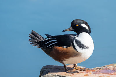 Close-up of bird perching on rock