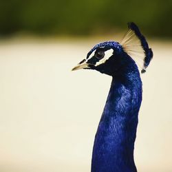 Close-up of peacock