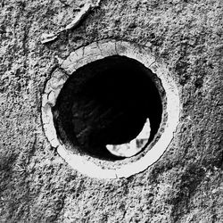 Close-up of hole on tree trunk