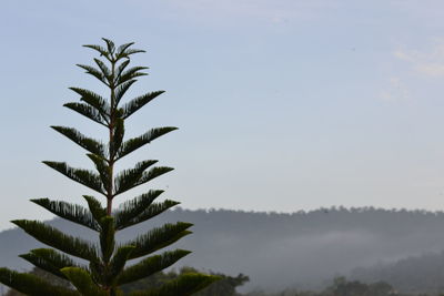 Low angle view of palm tree against sky