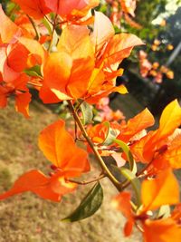 Close-up of orange leaves on plant during autumn