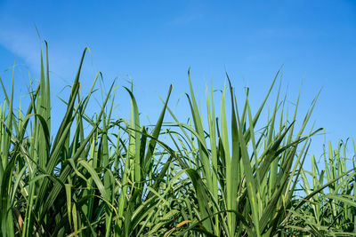 Crops growing on field against blue sky