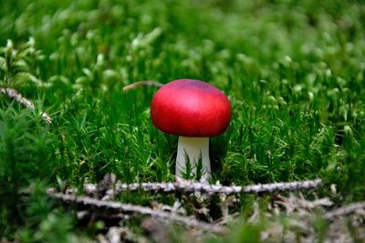 Red fungus, russula emetica, toxic fungus. swedish name giftkremlan