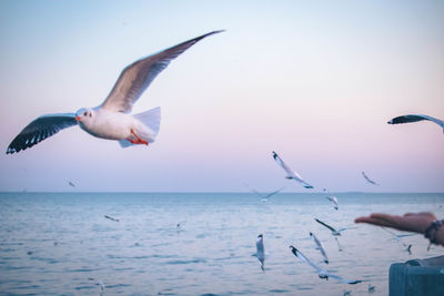 Seagulls flying over sea against sky