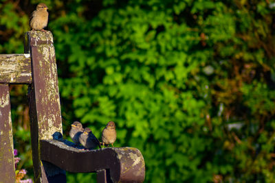 Birds perching on wooden post