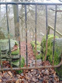 Trees growing on rocks