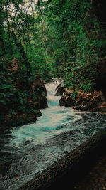 Scenic view of river amidst trees in forest