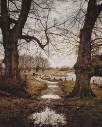 Bare trees on landscape against sky during winter