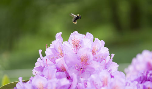 Close-up of bee pollinating on pink flower