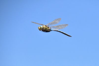 Close-up of insect flying against clear blue sky