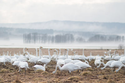 Swans on field against clear sky