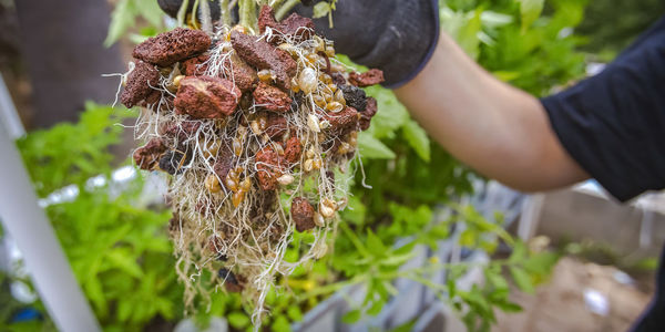 Close-up of hand holding plant