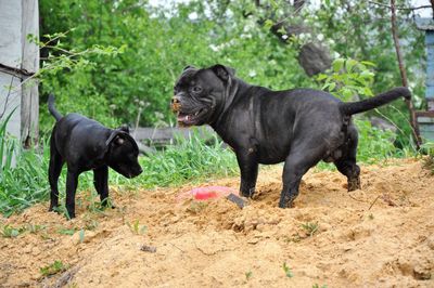 Black dog standing on land