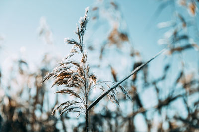 Close-up of stalks against sky during winter