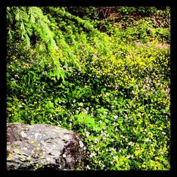 Plants growing on rocks