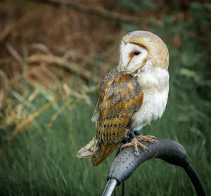 Close-up of owl perching on equipment outdoors