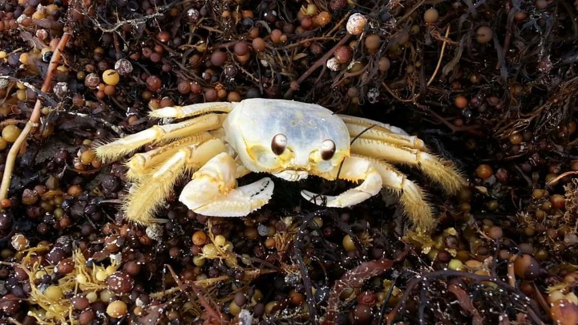 CLOSE-UP OF CRAB ON GROUND