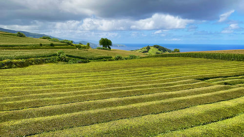 Scenic view of agricultural field against sky