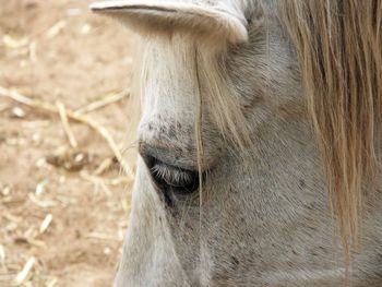 Close-up of a horse