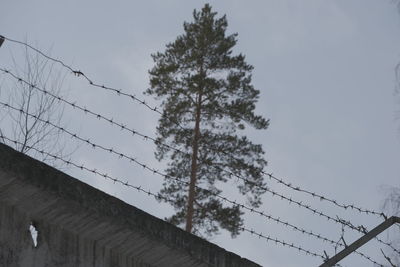 Low angle view of silhouette tree and building against sky