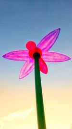 Low angle view of pink flower against sky