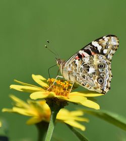 Close-up of butterfly pollinating on flower