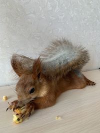 High angle view of an animal lying on floor