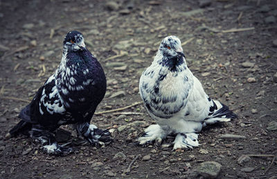 High angle view of doves perching on field