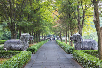 Empty pathway along trees at park