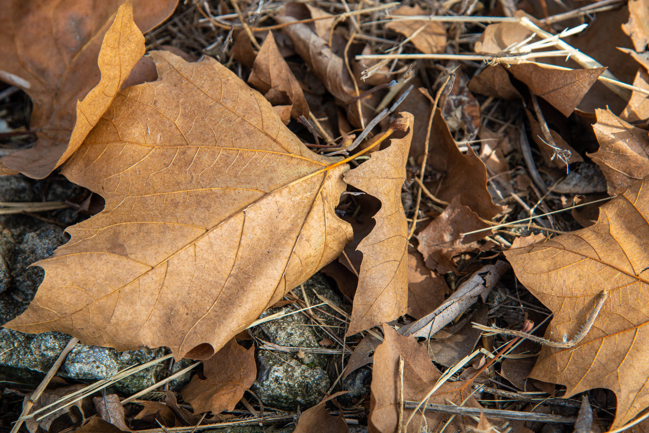 HIGH ANGLE VIEW OF DRY MAPLE LEAF ON FIELD