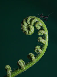 Close-up of green plant against white background