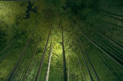 Trees on grassy field