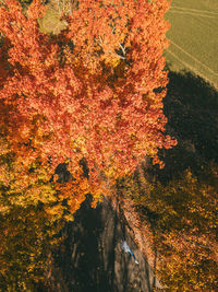 Trees growing in forest during autumn