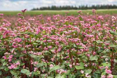 Close-up of flowering plants on field