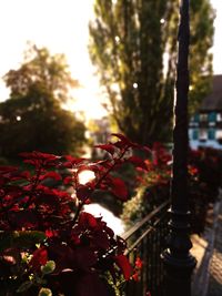 Close-up of flowering plant against trees