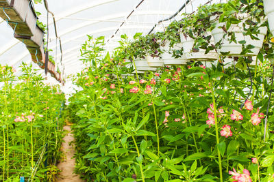 Close-up of flowering plants in greenhouse