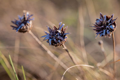 Close-up of purple flowering plant