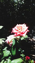 Close-up of pink flower blooming outdoors