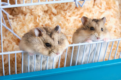 Portrait of cats in cage